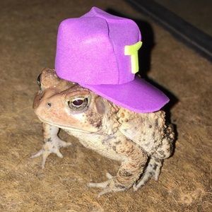 Meet your Posher, Kaci